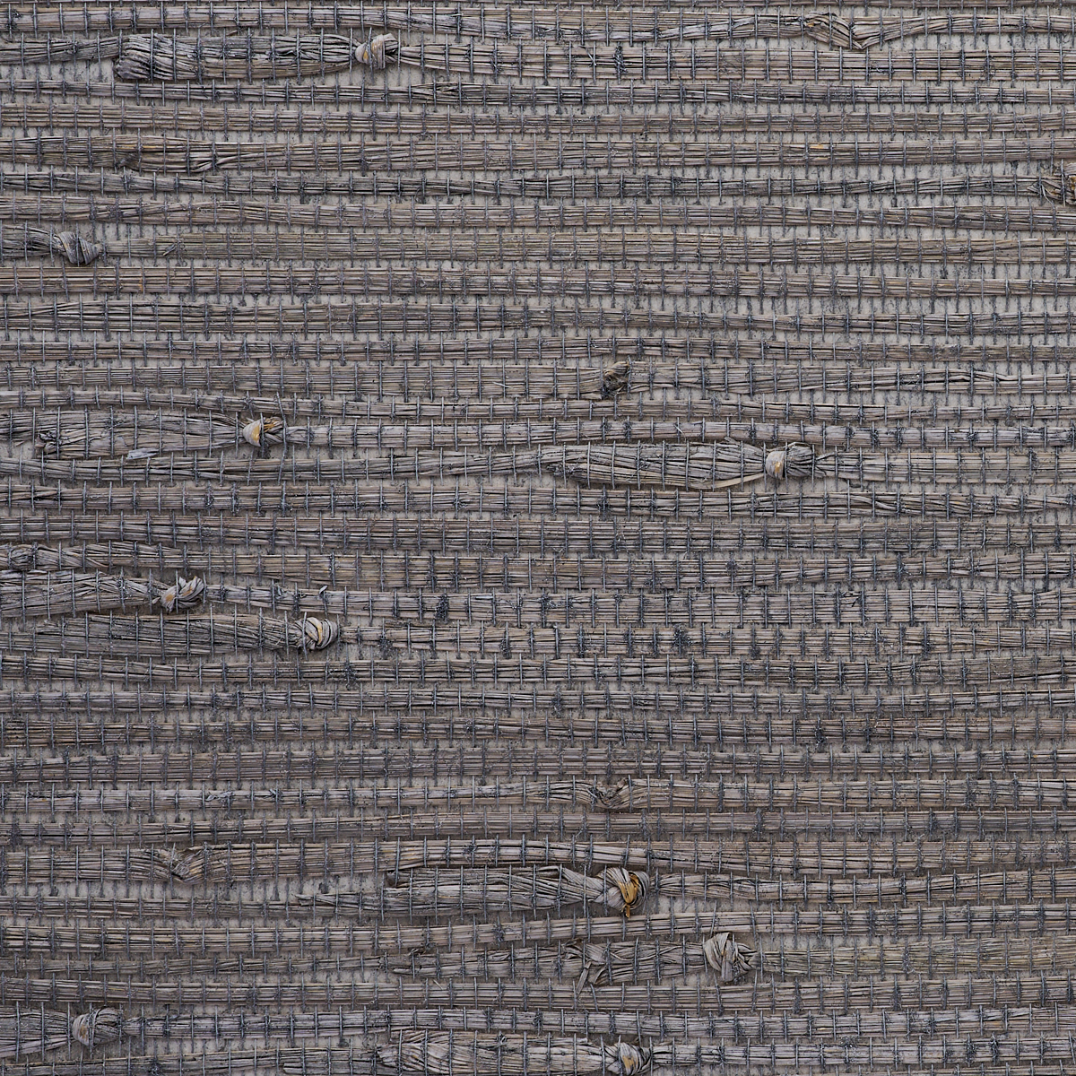 Purchase 9035 Gallant Grasses Intrepid Grey Phillip Jeffries
