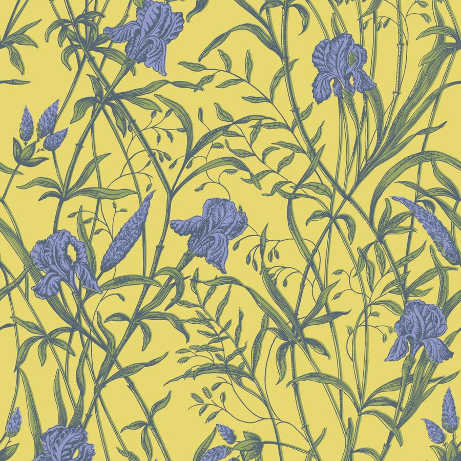 Purchase 128/5027 Iris, Violet On Citrine Botanical - Cole & Son Wallpaper