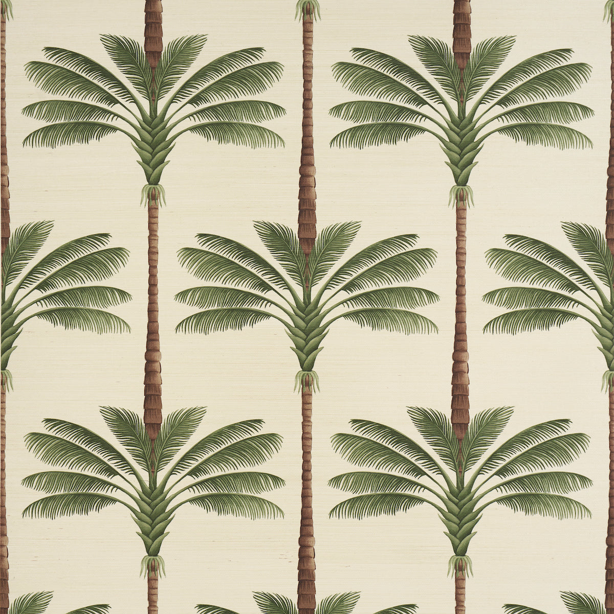 evergreen palm plants Sample - 5016961 | A Palm Is A Palm Sisal, Daylight Evergreen