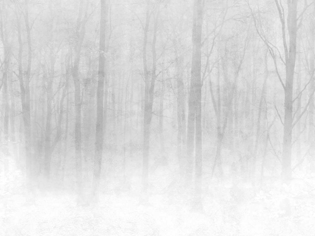 Sandberg Wallpaper pattern name & color Vinterskog Grey from the collection Sandberg Edition.