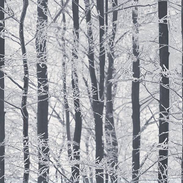 Purchase AH670200 Brewster Wallpaper, Frosted Silver Winter Grove - Arthouse