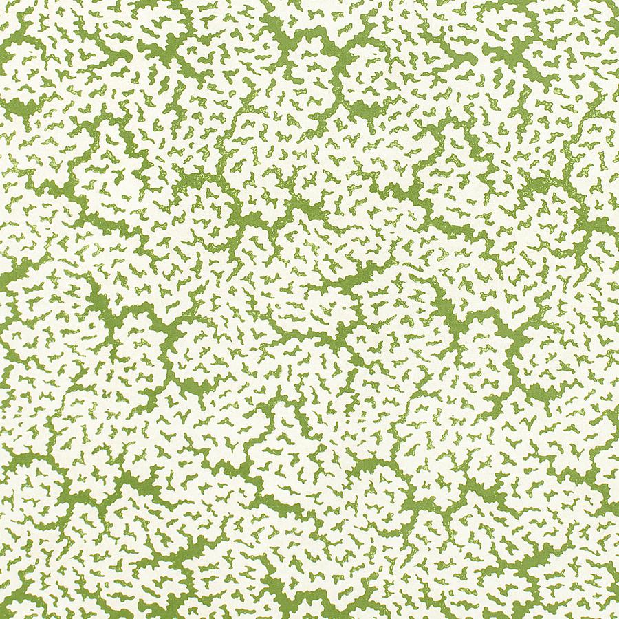 Purchase Thibaut Fabric Pattern F942041 pattern name Maldives color Green