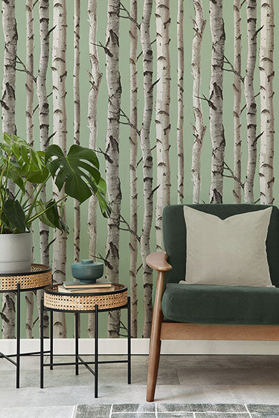 Purchase FD43291 Brewster Wallpaper, Chester Sage Birch Trees - Medley12