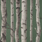 Purchase FD43292 Brewster Wallpaper, Chester Dark Green Birch Trees - Medley