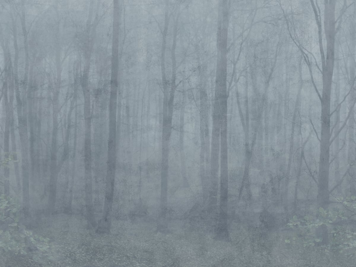 Sandberg Wallpaper pattern name & color Skog Misty Blue from the collection Jordnära.