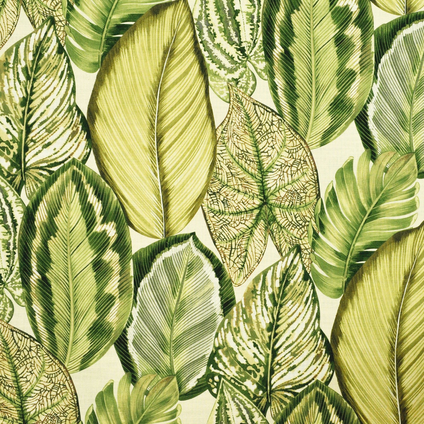 Purchase Greenhouse Fabric S6415 Dill