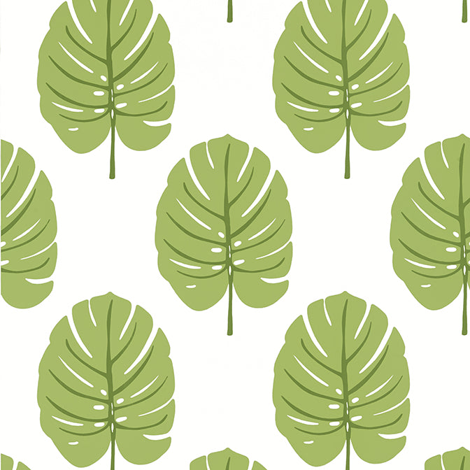 Purchase T13955 MONSTERA, Palm Grove by Thibaut Wallpaper