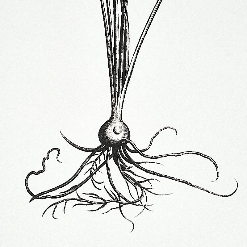 Acquire 5010640 Cabot Botanical Large Ivory Schumacher Wallcovering Wallpaper