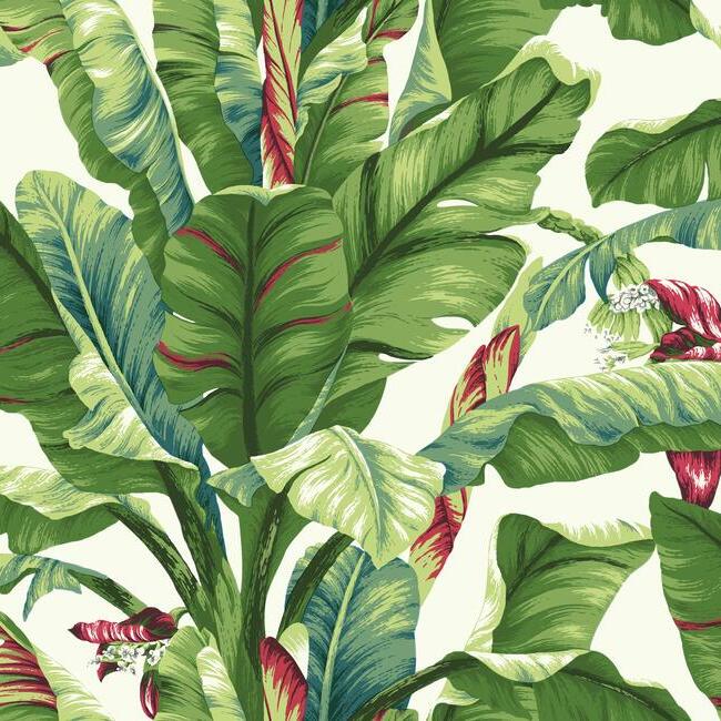 Shop AT7068 Tropics Resource Library Banana Leaf White/Green York Wallpaper