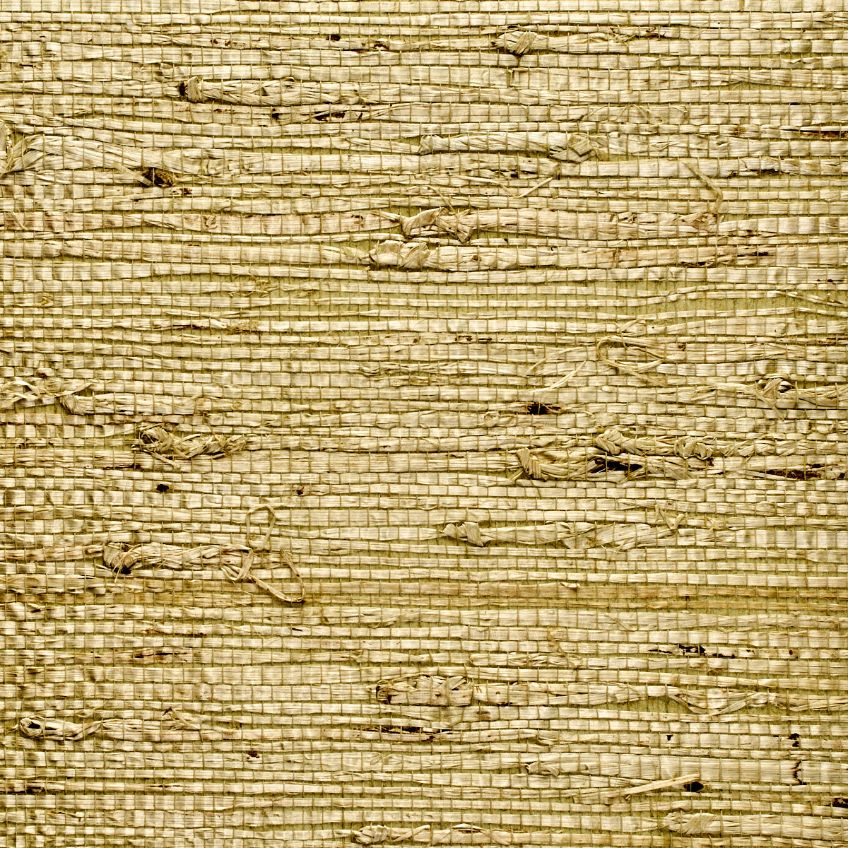 Purchase 1737 Extra Fine Arrowroot Springtime Phillip Jeffries Wallpaper
