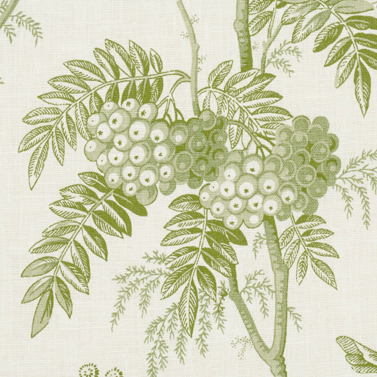 Purchase 174114 | Brantwood Vine, Leaf - Schumacher Fabric