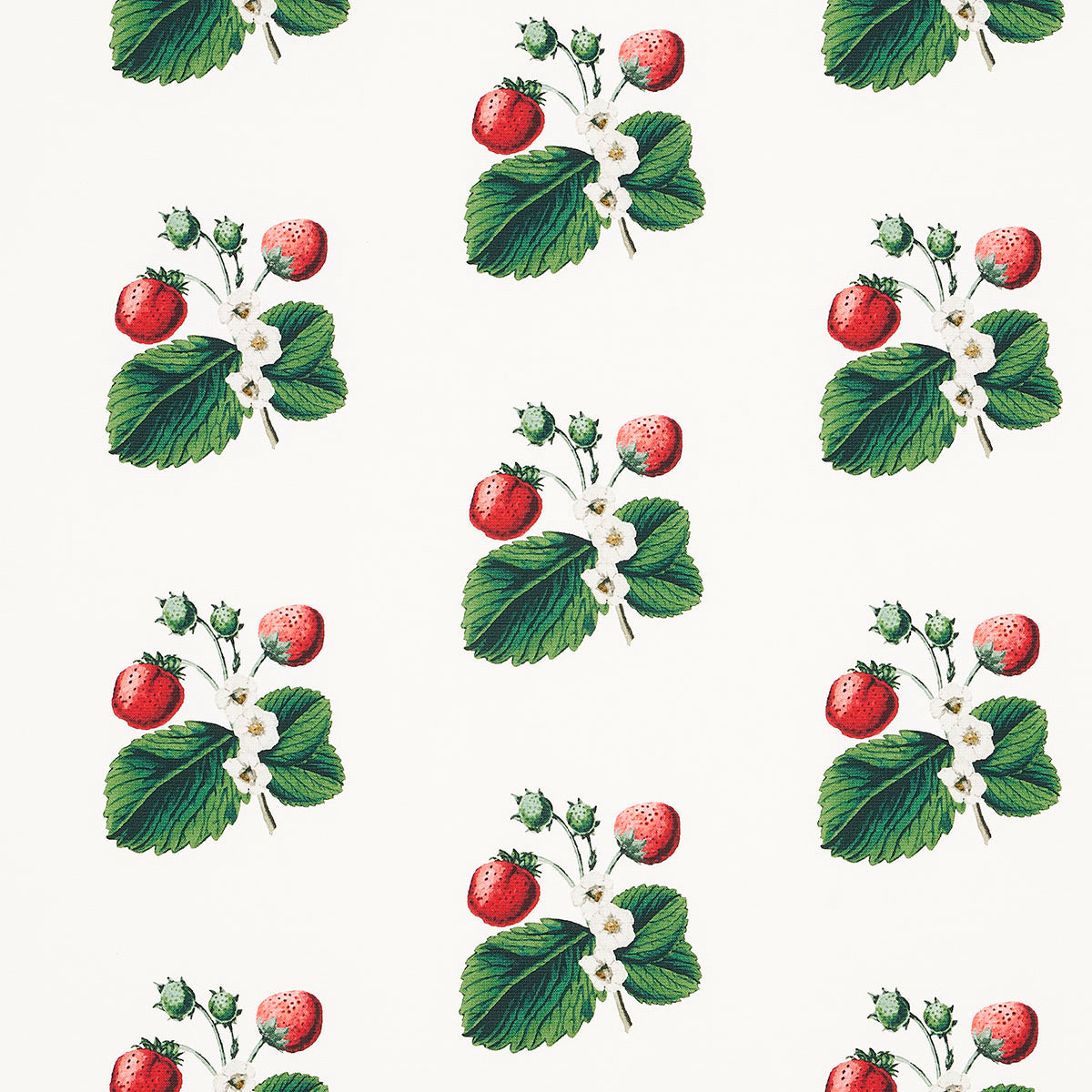 Purchase 180640 Strawberry Hill, White by Schumacher Fabric