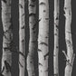Purchase 2900-31052 Brewster Wallpaper, Distinctive Black Birch Tree - Medley