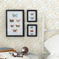 Purchase 3125-72353 Chesapeake Wallpaper, Tarragon Pastel Dainty Meadow - Kinfolk1