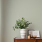 Purchase 4164-M1846 Advantage Wallpaper, Ticking Light Green Stripe - Westbury Forest12