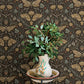 Purchase 4169-83116 Chesapeake Wallpaper, Mystic Moth Black Forest Magic - Oak & Moss12