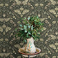 Purchase 4169-83120 Chesapeake Wallpaper, Mystic Moth Dark Green Forest Magic - Oak & Moss12
