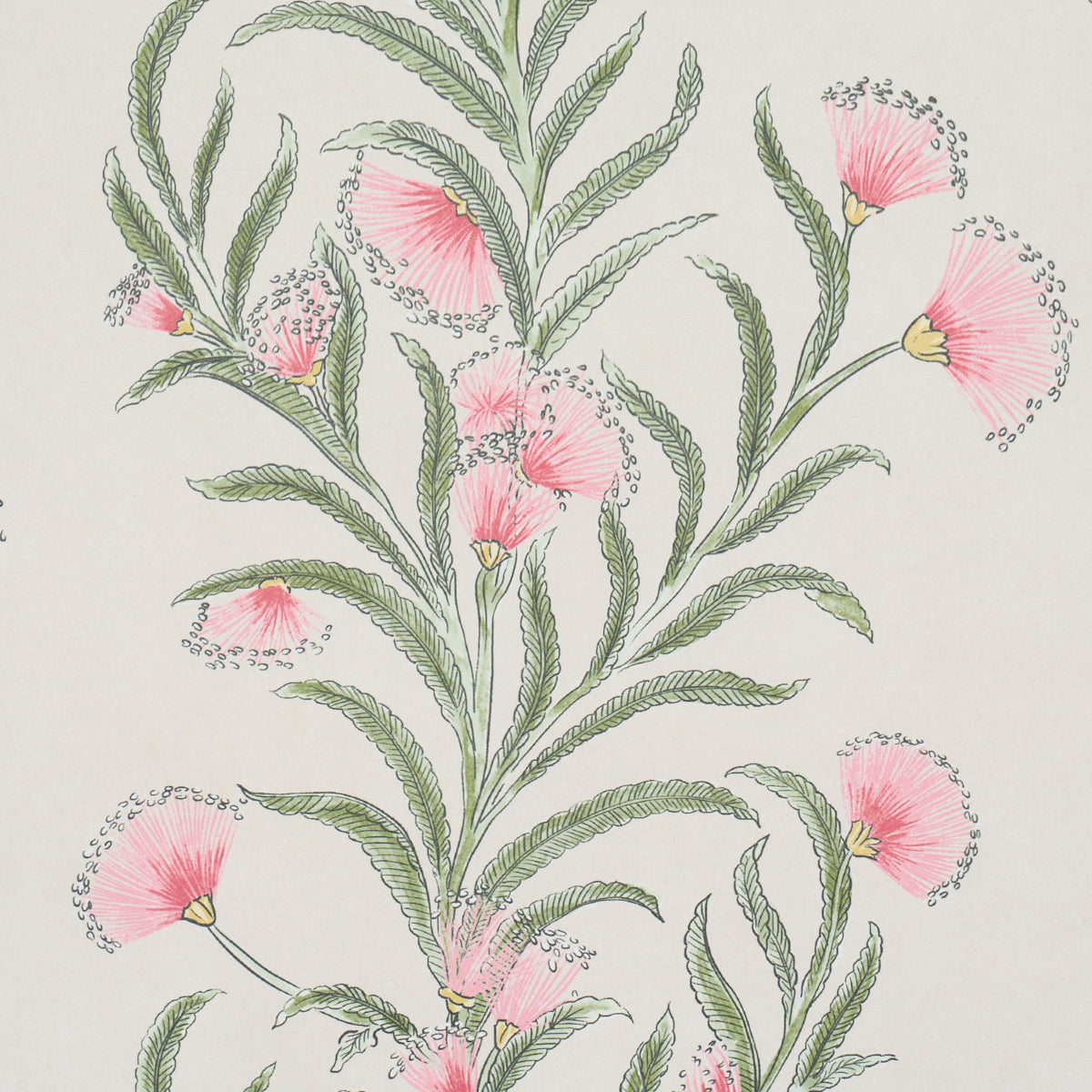 Purchase 5015364 | Tasmanian Mimosa, Petal - Schumacher Wallpaper