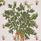 Purchase 5016780 | Green Grocer, Multi - Schumacher Wallpaper