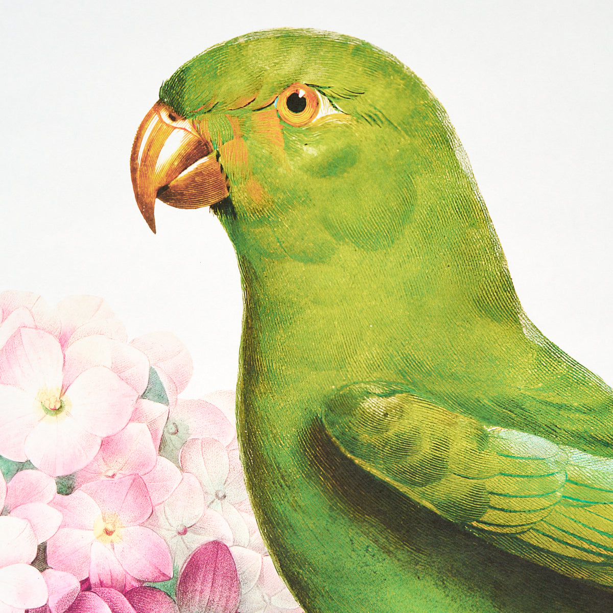 Purchase 5017560 | Flores Paradisi 4 Panel Set, Rose & Peony - Schumacher Wallpaper