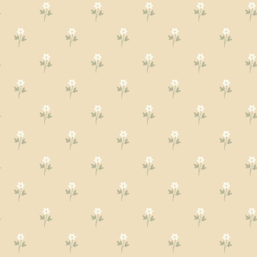 Purchase 6972 | Anemone By Borastapeter, Wheat - Borastapeter Wallpaper