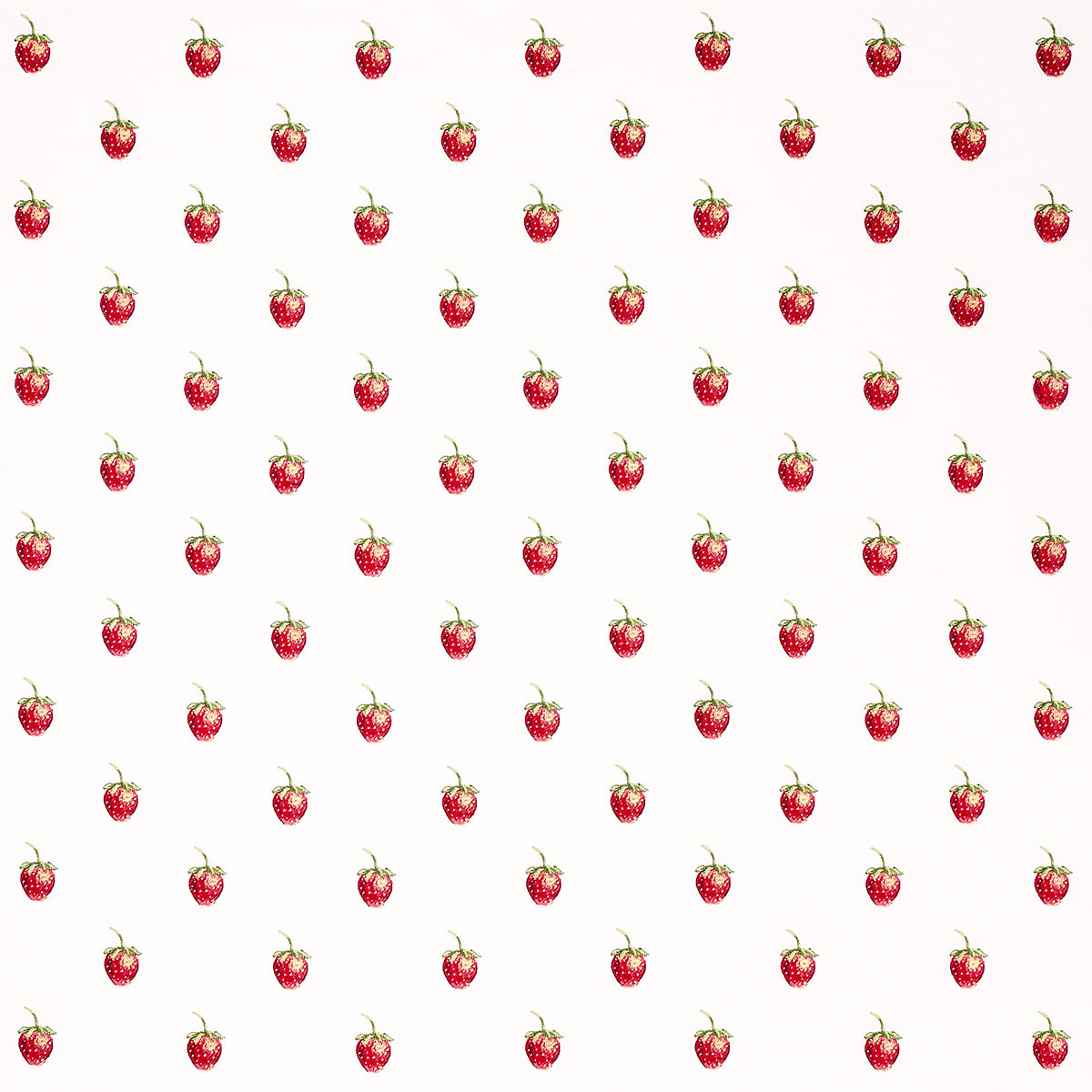 Purchase 82280 Freshie Fresh, Ivory by Schumacher Fabric