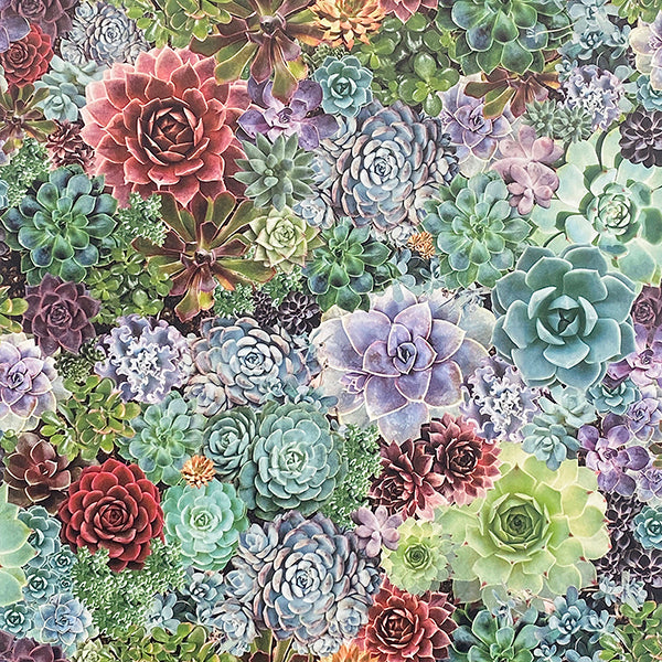 Purchase AH259402 Brewster Wallpaper, Rhea Multicolor Succulents - Arthouse