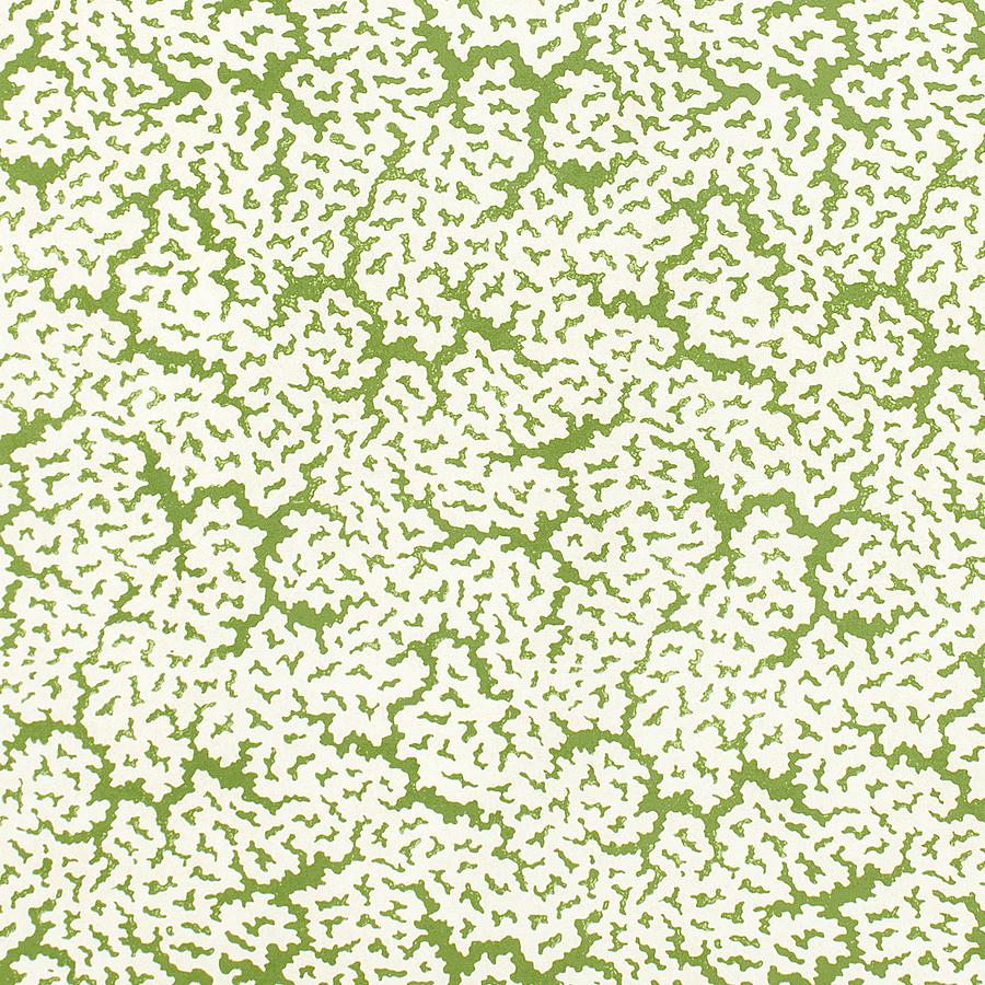 Purchase Thibaut Fabric Pattern F942041 pattern name Maldives color Green