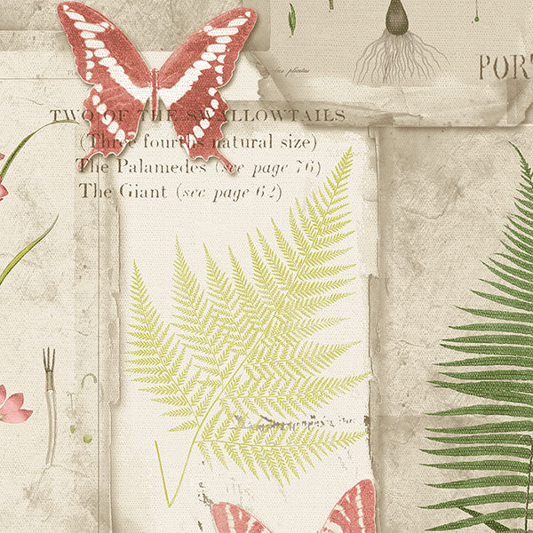Purchase Fk34416 | Fresh Kitchens 5, Multi Color Butterflies - Norwall Wallpaper