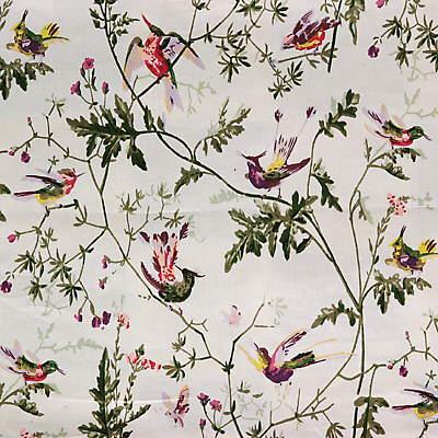 Purchase F111/1002 Hummingbirds, Cole & Son Contemporary Fabrics - Cole And Son Fabric - F111/1002.Cs.0