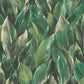 Purchase RH537345 Brewster Wallpaper, Maclayi Green Banana Leaf - Rasch