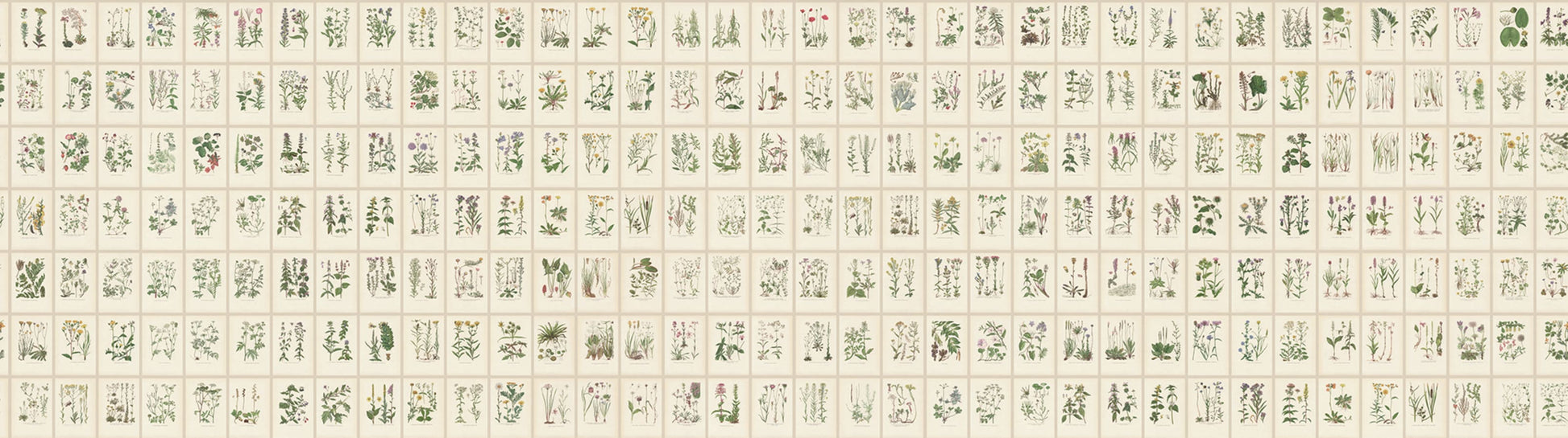 Sandberg Wallpaper pattern name & color Botanica, Oat from the collection Tradgarden. 
