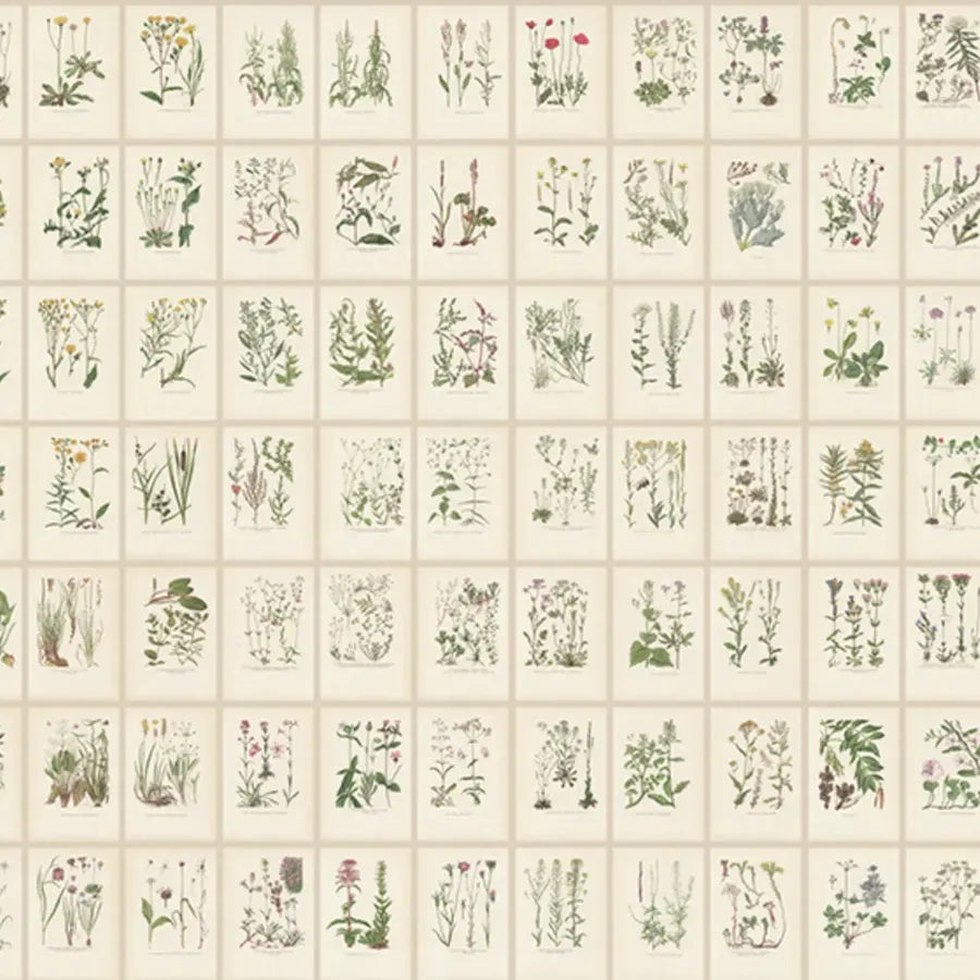 Sandberg Wallpaper Pattern# S10508 pattern name & color Botanica, Oat from the collection Tradgarden. 
