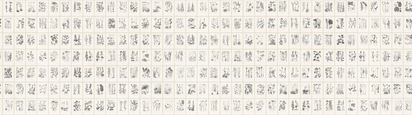 Sandberg Wallpaper pattern name & color Botanica, Graphite from the collection Tradgarden. 