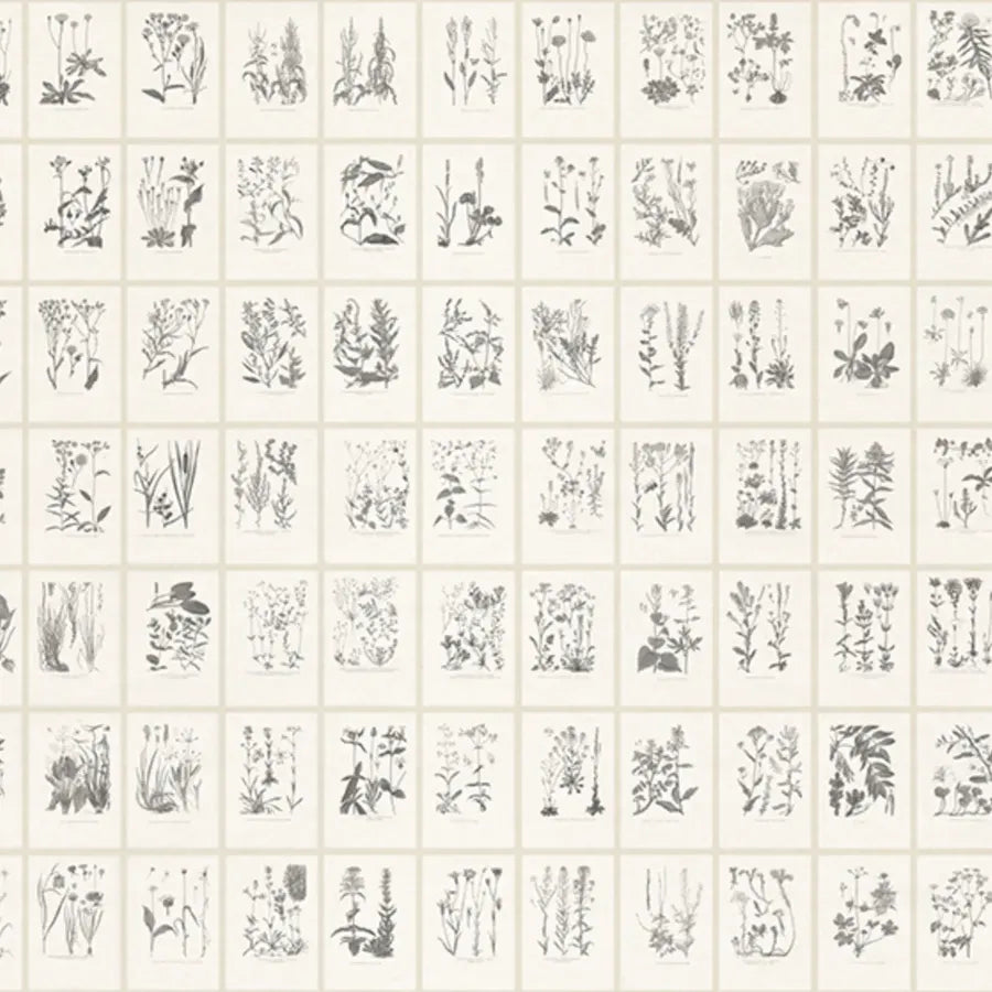 Sandberg Wallpaper Item# S10509 pattern name & color Botanica, Graphite from the collection Tradgarden. 