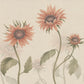 Sandberg Wallpaper pattern name & color Sunflowers, Peach from the collection Ett Hem, Oland. 