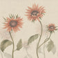 Sandberg Wallpaper Pattern number S10528 pattern name & color Sunflowers, Peach from the collection Ett Hem, Oland. 