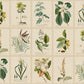 Sandberg Wallpaper Item S10598 pattern name & color Flora, Green from the collection Herbarium. 