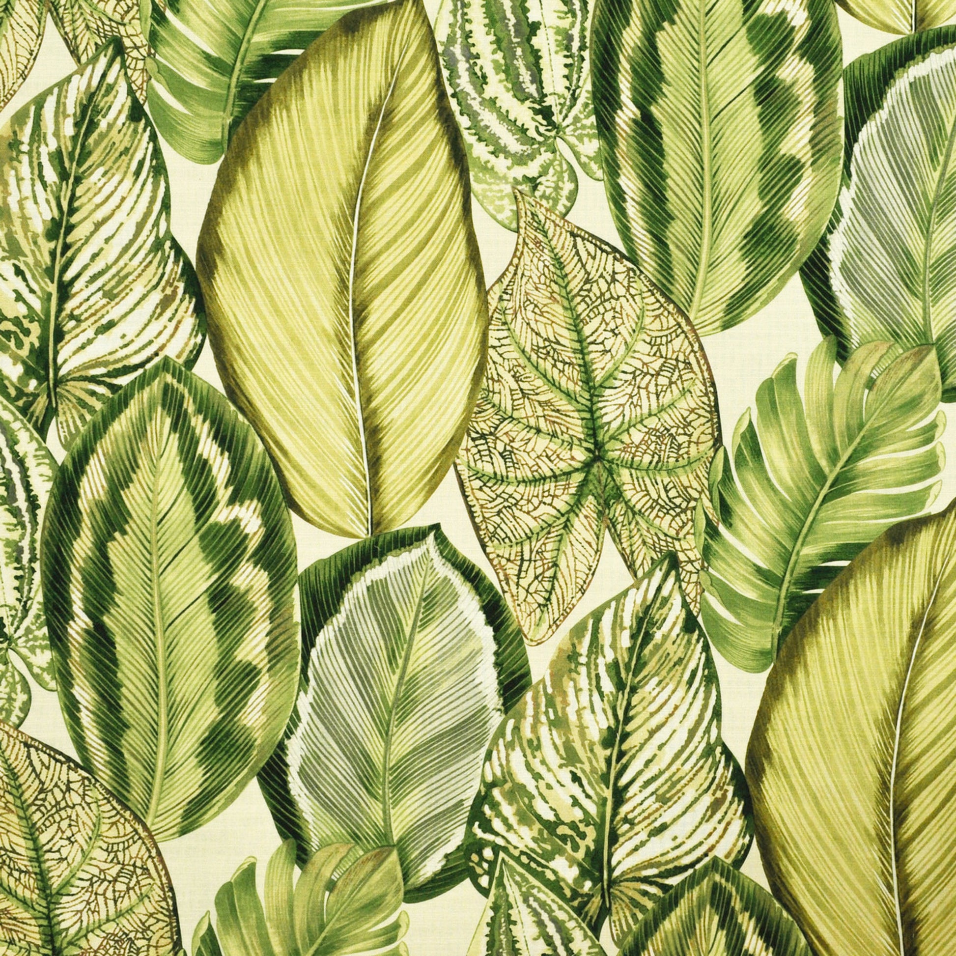 Purchase Greenhouse Fabric S6415 Dill