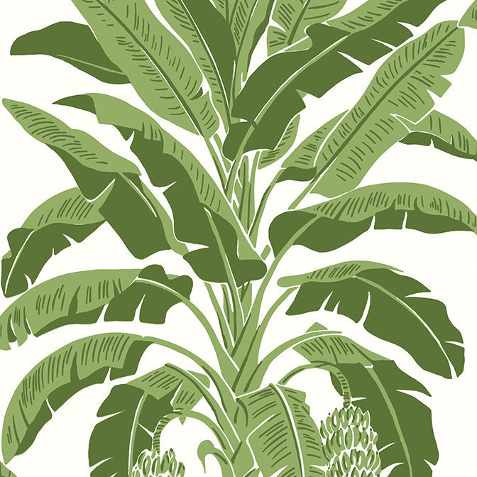 Purchase a sample of T13914 Banana Tree, Palm Grove by Thibaut Wallpaper