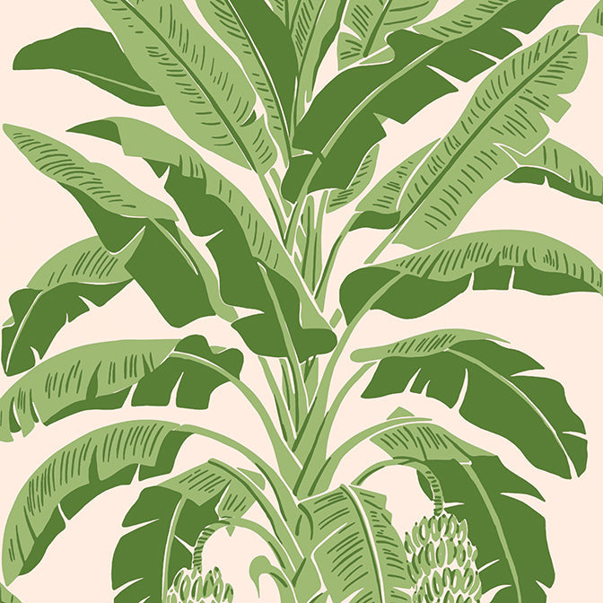 Purchase a sample of T13917 Banana Tree, Palm Grove by Thibaut Wallpaper