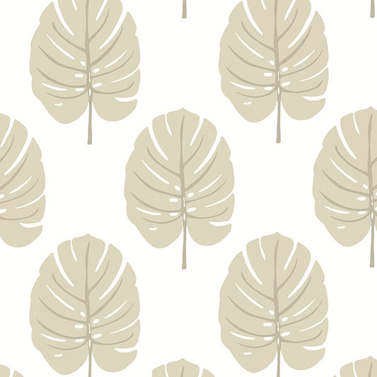 Purchase  T13956 MONSTERA, Palm Grove by Thibaut Wallpaper