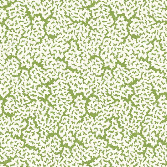 Purchase Thibaut Wallpaper Pattern# T42041 pattern name Maldives color Green. 