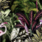 Looking for Graham & Brown Wallpaper Midnight Tropic Removable Wallpaper
