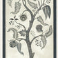 Select 113/14042 Cs Trees Of Eden Paradise Charcoal And Parchment By Cole and Son Wallpaper 2