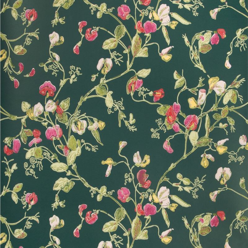 Find 115/11033 Cs Sweet Pea Cerise Magen Vrdn By Cole and Son Wallpaper