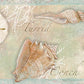 Find 3120-46051B Sanibel Quinten Brown Shells Border Brown by Chesapeake Wallpaper