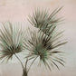 Search 391564 Terra Durango Palm Ombre Ombre by Eijffinger Wallpaper
