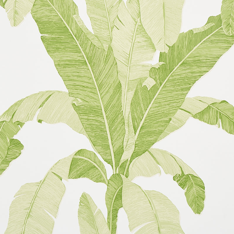 Purchase 5012110 Erisimo Leaf Schumacher Wallpaper