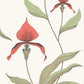 Search 95/10054 Cs Orchid Red White By Cole and Son Wallpaper